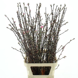 PRUNUS OV