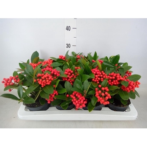 Skimmia jap. 'OBerries Red'