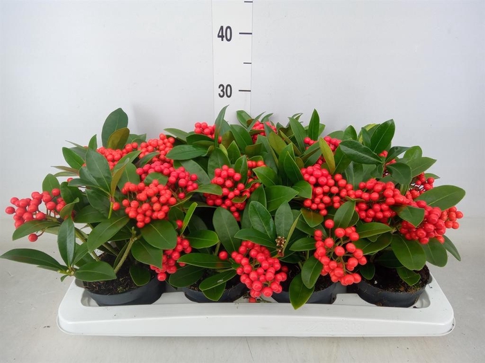 <h4>Skimmia jap. 'OBerries Red'</h4>