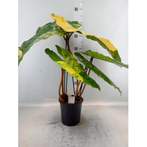 Philodendron   ...