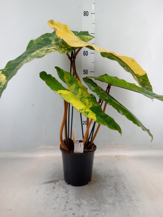<h4>Philodendron   ...</h4>