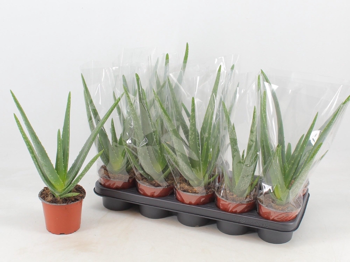<h4>ALOE VERA</h4>