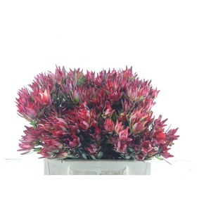 Leucad Sal Blush Xxl