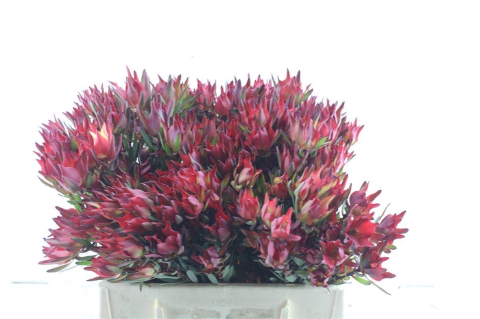 <h4>Leucad Sal Blush Xxl</h4>