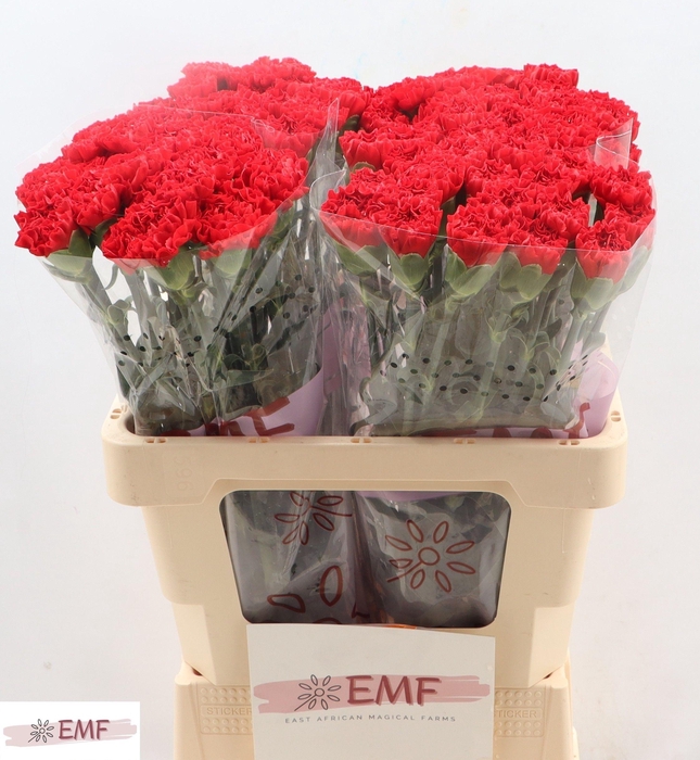 <h4>DI ST CORTES</h4>