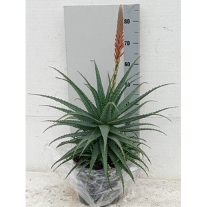 ALOE ARBORESCENS