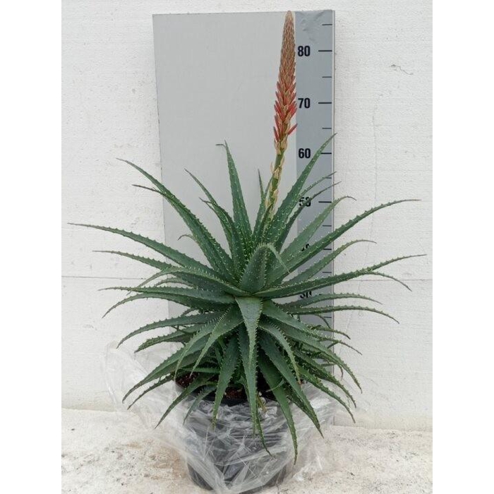 <h4>ALOE ARBORESCENS</h4>