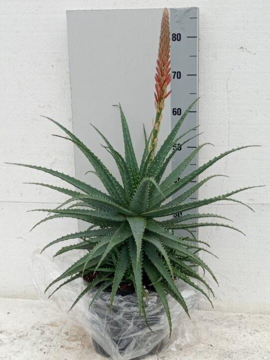 ALOE ARBORESCENS