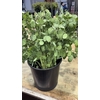 LUNARIA ANNUA 200GR