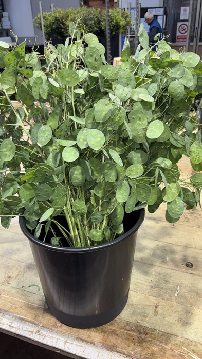 LUNARIA ANNUA 200GR