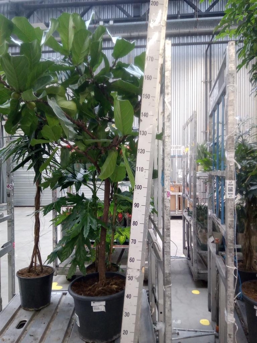 <h4>Ficus lyrata</h4>