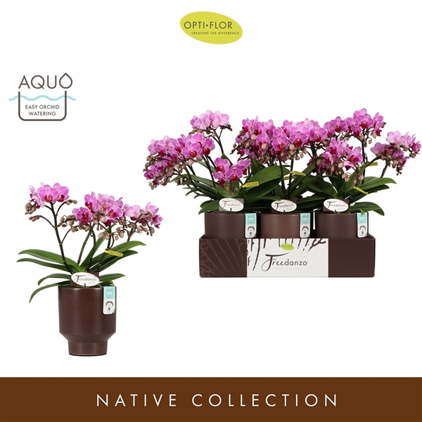 <h4>Freedanzo Robin in Emilia Brown Aquo</h4>