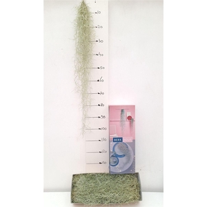 Till Usneoides