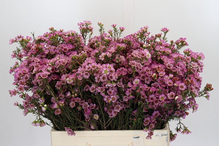 <h4>Chamelaucium Adi</h4>