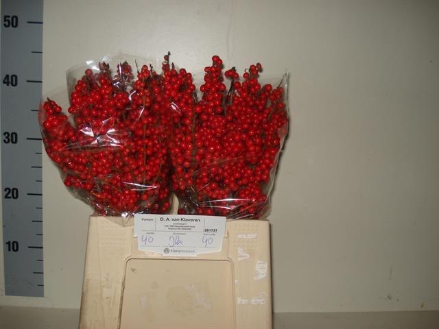 <h4>ILEX VE RODE BES</h4>