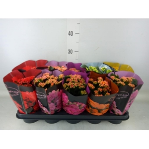 Kalanchoe blos. 'Perfecta'  ..mix 5