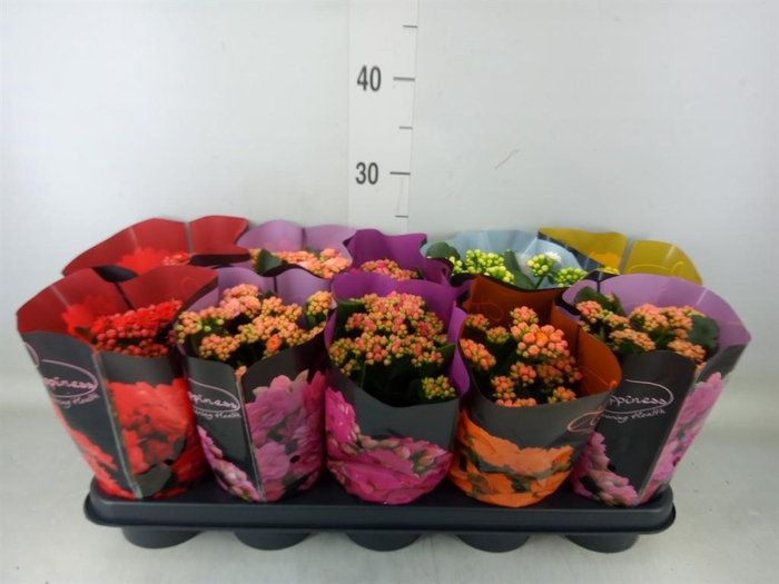 <h4>Kalanchoe blos. 'Perfecta'  ..mix 5</h4>