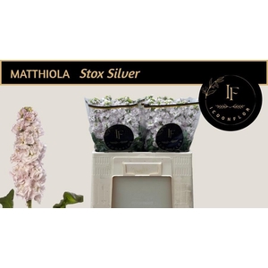 MATTH STOX SILVER