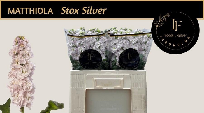<h4>MATTH STOX SILVER</h4>