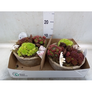 Arr.  Sempervivum L%