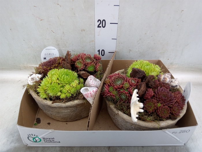 <h4>Arr.  Sempervivum L%</h4>