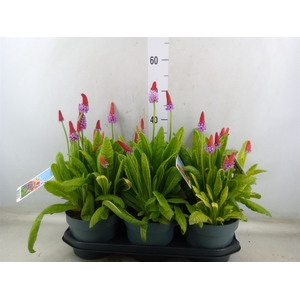 Primula vialii
