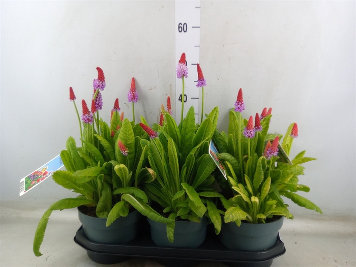 <h4>Primula vialii</h4>