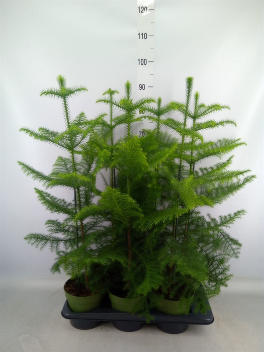 <h4>Araucaria heterophylla</h4>