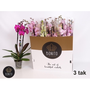 PHAL GEM 5 KL