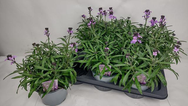 <h4>ERYS BOWLES MAUVE</h4>