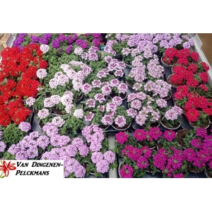 Verbe Gem Mixk 1 Kleur Per Tray