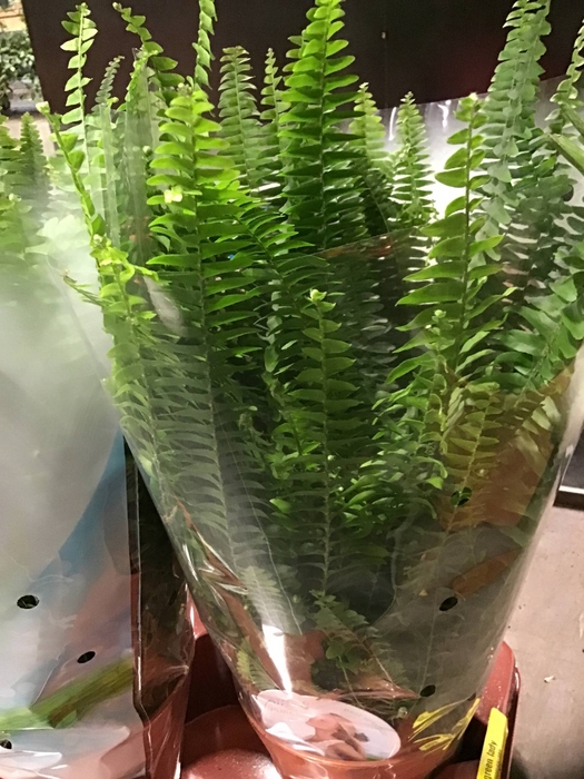 Nephr Green Lady Keramiek Illusion