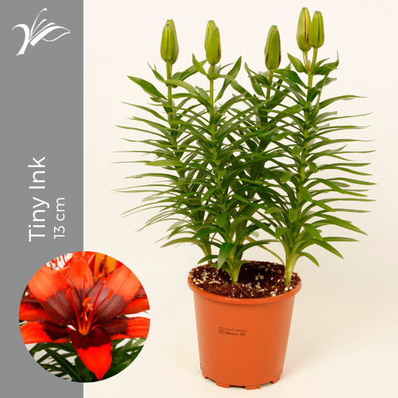 <h4>Lilium Tiny Ink 13 cm (az. lelie)</h4>