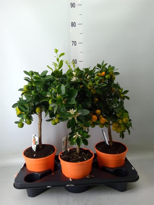 <h4>Citrus   ...</h4>