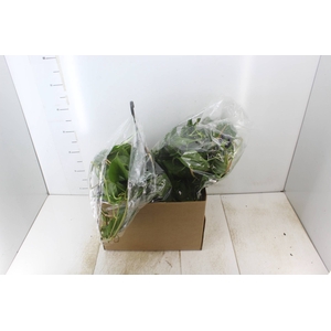 PHILODENDRON SCANDENS 1/2 CUIA PENDENTE