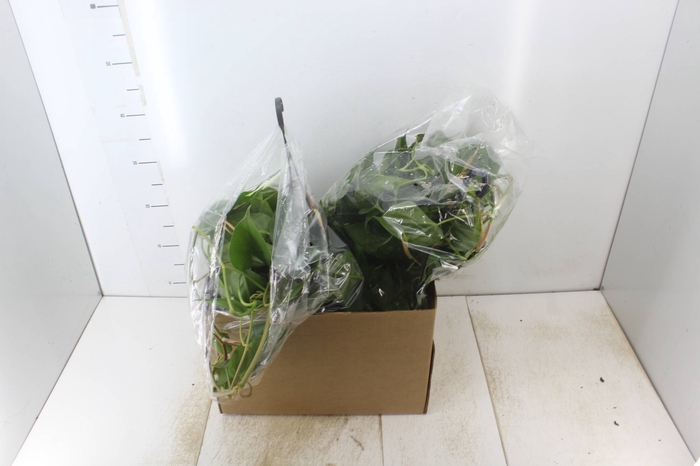 <h4>PHILODENDRON SCANDENS 1/2 CUIA PENDENTE</h4>