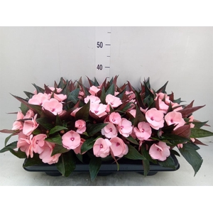 Impatiens NG 'Tamarinda Pink'