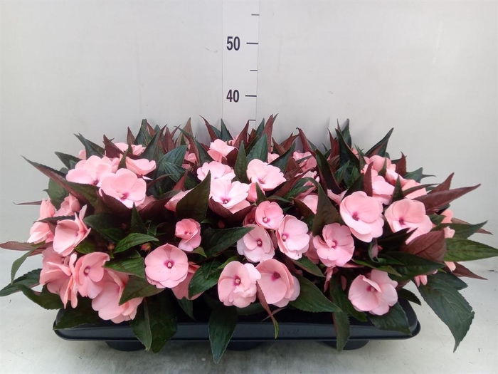 <h4>Impatiens NG 'Tamarinda Pink'</h4>