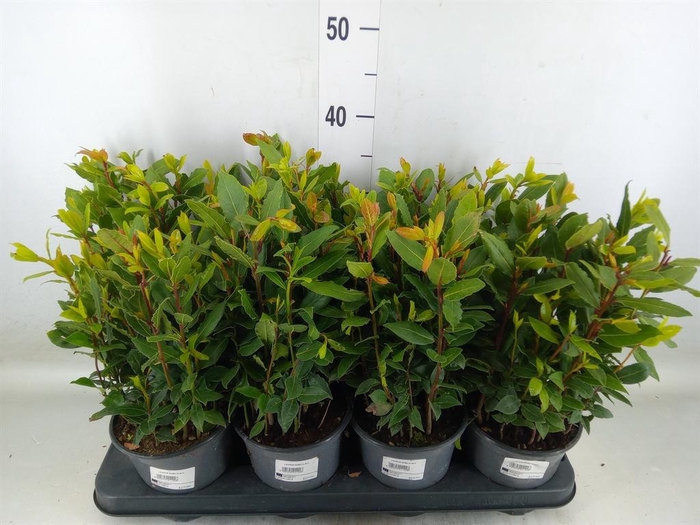 <h4>Laurus nobilis</h4>