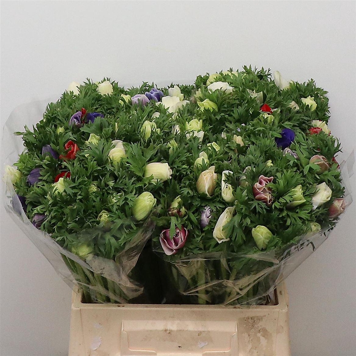 <h4>Anem Co Mar Pastel</h4>