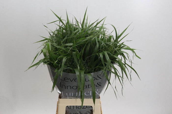 <h4>PANIC VI FONTAINE</h4>