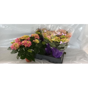 HYDR M EARLY ROSA