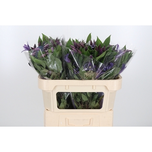 Clem Di Bl Pirouette