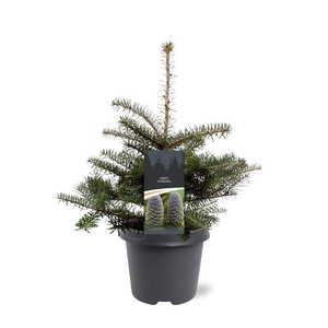 Abies koreana