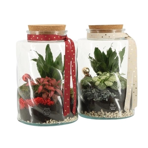 61790: X-mas terrarium