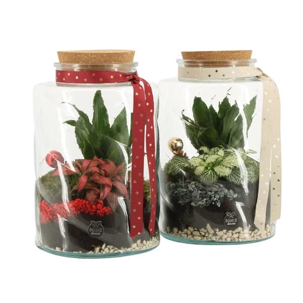 <h4>61790: X-mas terrarium</h4>