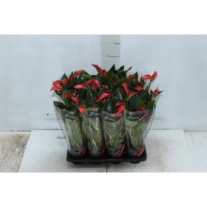 ANTHURIUM TRILLIONS RED P06
