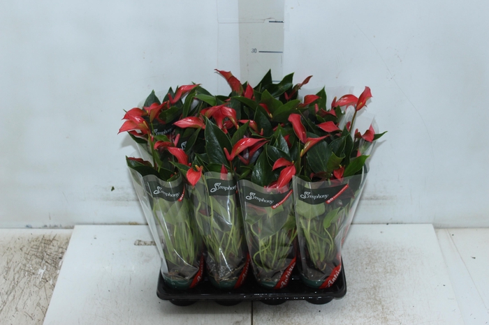 <h4>ANTHURIUM TRILLIONS RED P06</h4>