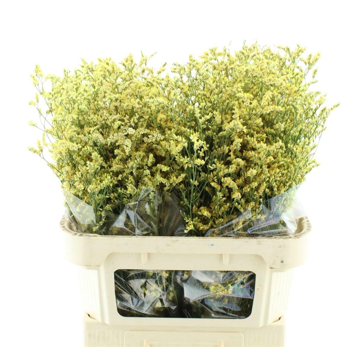 <h4>Limonium Abs Peach</h4>