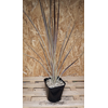Cordyline australis 'Variegata'